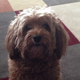 Illustration for article titled Phil Kessel: Nice Roommate, Tries Hard, Loves His Goldendoodle